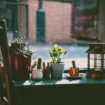 Dicas essenciais para o cultivo de suculentas: garanta o sucesso no seu jardim