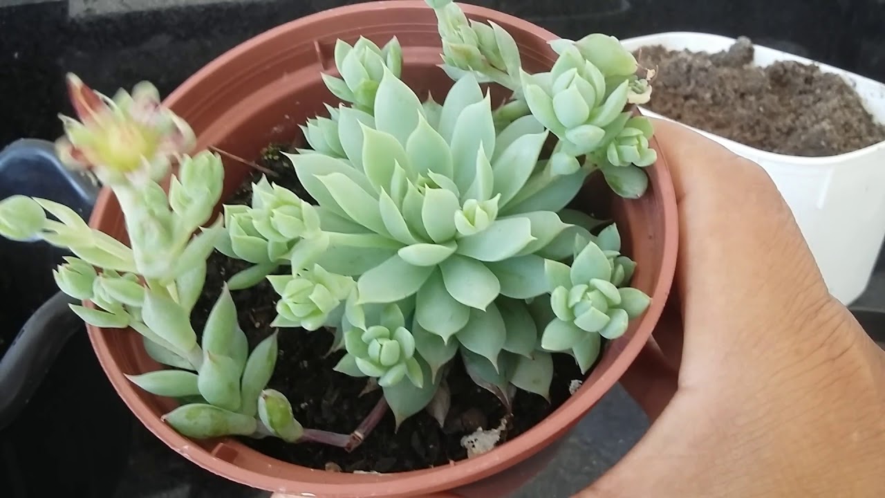 Tudo o que você precisa saber sobre plantas suculentas