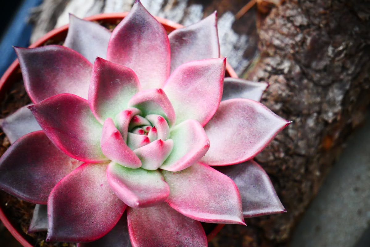 Dicas essenciais para o cultivo de suculentas: garanta o sucesso no seu jardim