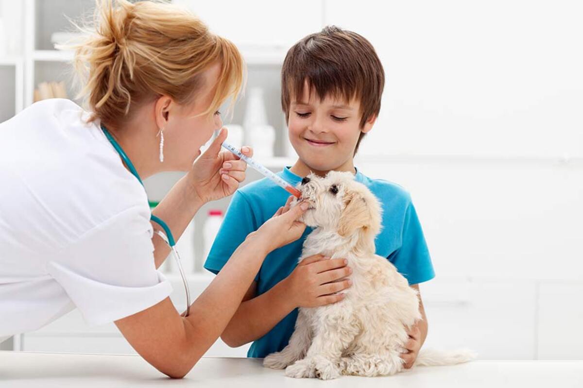 Pet Center Brasil: A Melhor Opção para sua Farmácia Veterinária Online